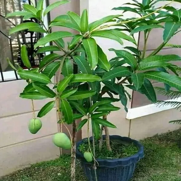 Thai_Hybrid_Kacha_Mittha_-_1_Mango_Fruit_Plant_&_Tree_For_Gardening_(Air_Layering,_Pack_Of_1)