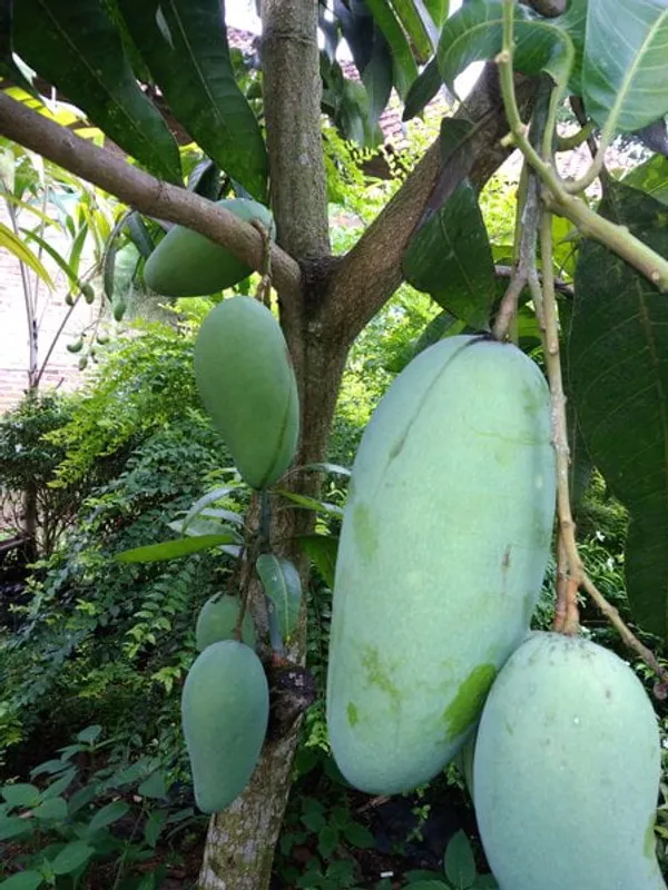 Thai_Hybrid_Kacha_Mittha_-_1_Mango_Fruit_Plant_&_Tree_For_Gardening_(Air_Layering,_Pack_Of_1)
