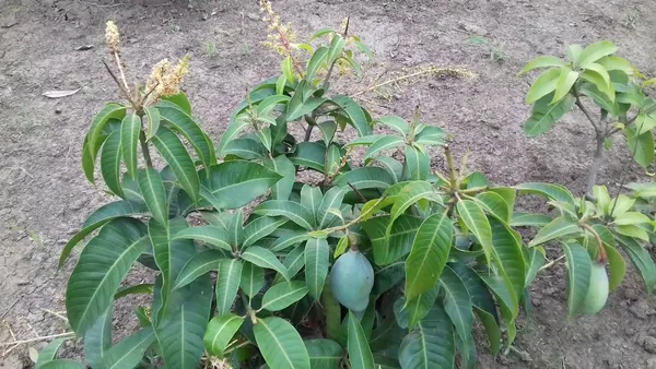 Thai_Hybrid_Kacha_Mittha_-_1_Mango_Fruit_Plant_&_Tree_For_Gardening_(Air_Layering,_Pack_Of_1)