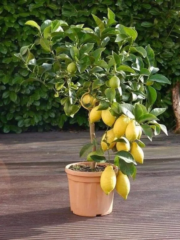Malaysian_Lemon_Plant_popular_seedless_lemon_variety_r_Home_Gardening,_Plant_Size:_1.5-3.5_Ft_Suitable_Location_Outdoor,_(Air_Layering,_Pack_Of_1)