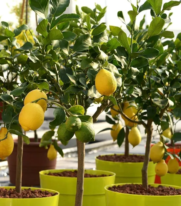 Malaysian_Lemon_Plant_popular_seedless_lemon_variety_r_Home_Gardening,_Plant_Size:_1.5-3.5_Ft_Suitable_Location_Outdoor,_(Air_Layering,_Pack_Of_1)