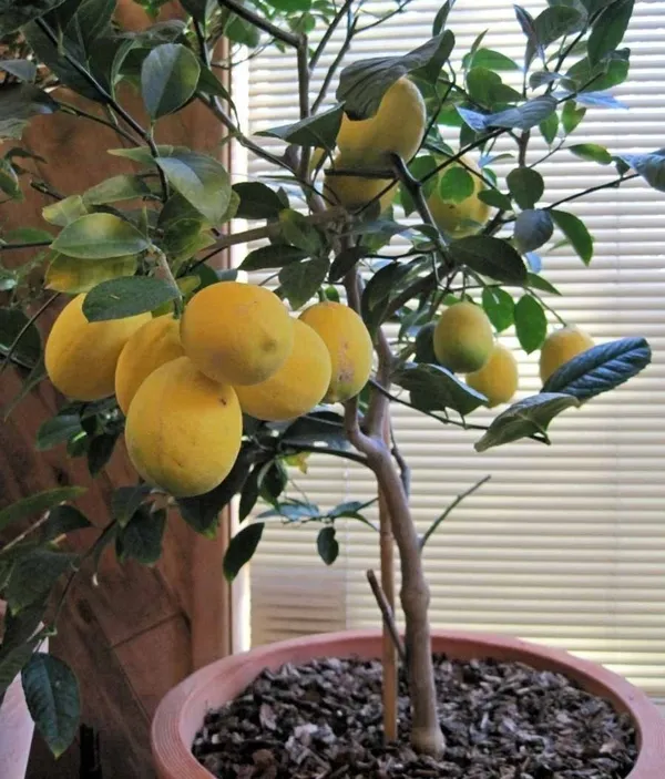 Greenery_Nursery®_Thai_Hybrid_Meyer_Lemon/Lime_Plant_&_Tree_(1.5-3.5_Ft_Size)_For_Home_Gardening_Mayer_Yellow_Lemon_Plant_(Pack_Of_1)