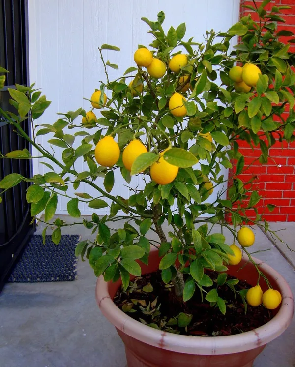 Greenery_Nursery®_Thai_Hybrid_Meyer_Lemon/Lime_Plant_&_Tree_(1.5-3.5_Ft_Size)_For_Home_Gardening_Mayer_Yellow_Lemon_Plant_(Pack_Of_1)