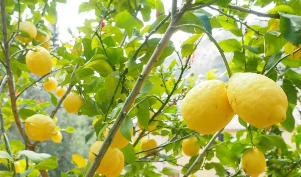 Greenery_Nursery®_Thai_Hybrid_Meyer_Lemon/Lime_Plant_&_Tree_(1.5-3.5_Ft_Size)_For_Home_Gardening_Mayer_Yellow_Lemon_Plant_(Pack_Of_1)