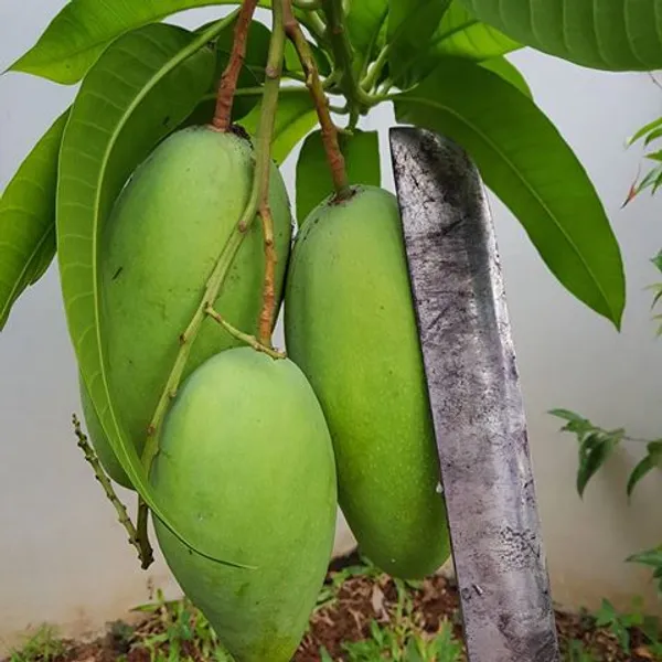 Thai_Kujai_Qjai_Variety_Grafted_Aam_Mango_Fruit__Plants_&_Tree(1.5-2_Ft_Size)