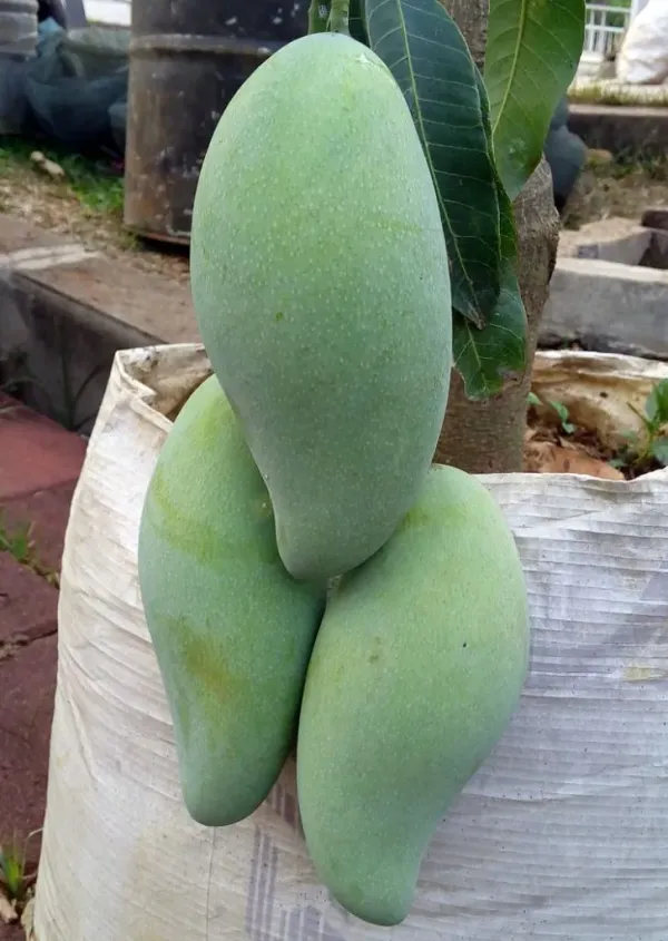 Thai_Kujai_Qjai_Variety_Grafted_Aam_Mango_Fruit__Plants_&_Tree(1.5-2_Ft_Size)