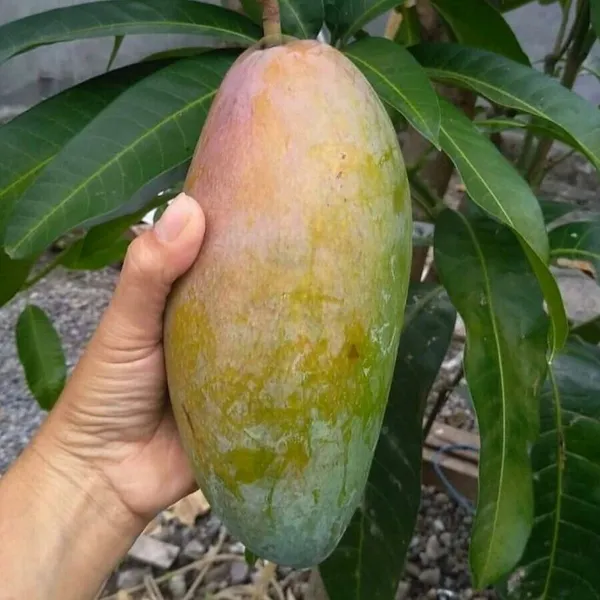 Thai_Kujai_Qjai_Variety_Grafted_Aam_Mango_Fruit__Plants_&_Tree(1.5-2_Ft_Size)