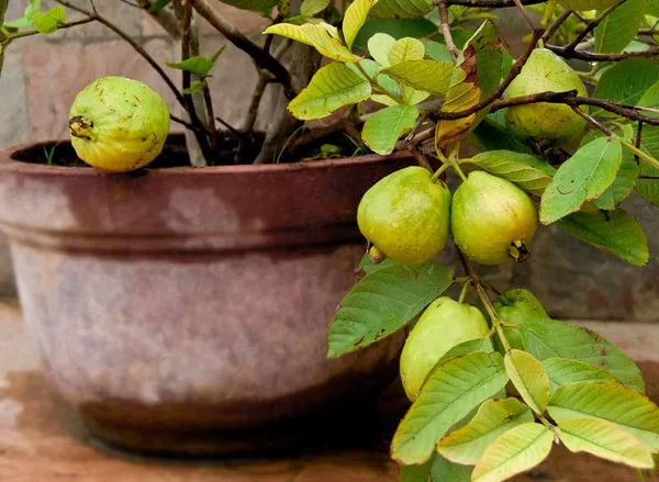 Thai_Pink_Guava_Healthy_Fruit_Plant_&_Tree_For_Home_Gardening_Dwarf_Variety_Pink_Guava_Fruit_Plant_(Grafted,_Pack_Of_1)