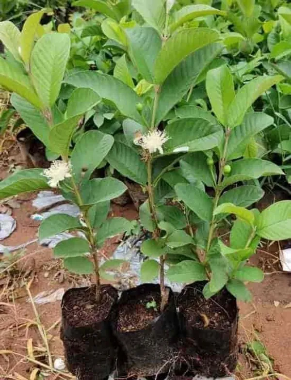 Thai_Pink_Guava_Healthy_Fruit_Plant_&_Tree_For_Home_Gardening_Dwarf_Variety_Pink_Guava_Fruit_Plant_(Grafted,_Pack_Of_1)