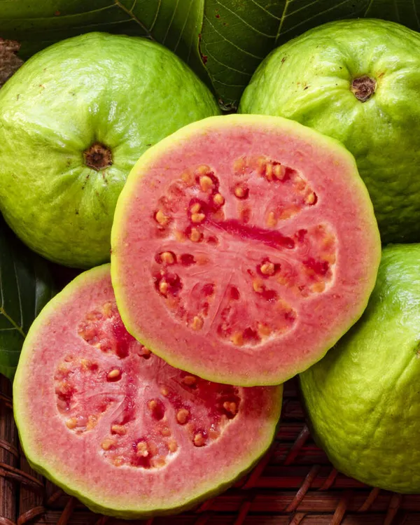Thai_Pink_Guava_Healthy_Fruit_Plant_&_Tree_For_Home_Gardening_Dwarf_Variety_Pink_Guava_Fruit_Plant_(Grafted,_Pack_Of_1)