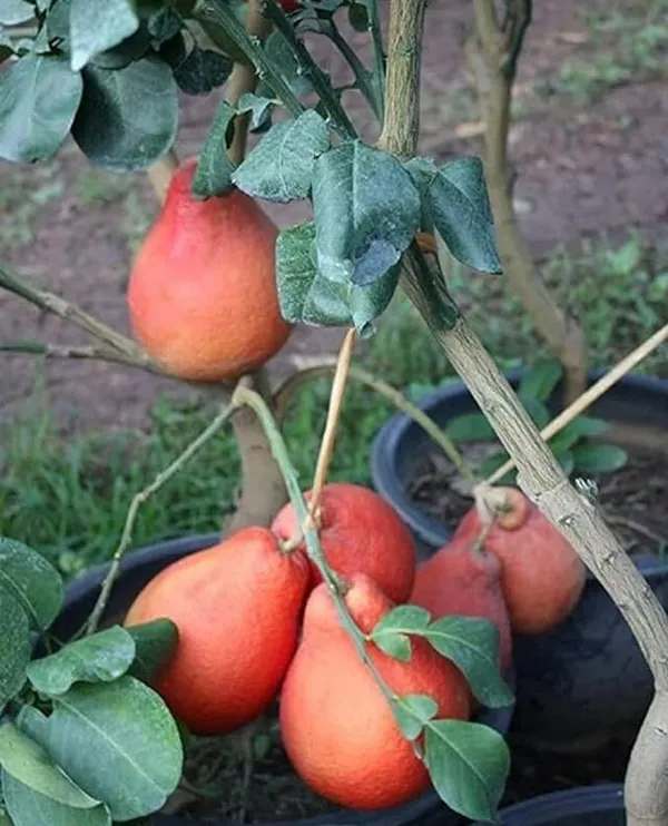 Thai_Red_Jambura_Pomelo_Gaint_Chakotra_Batabi_Lebu_Fruit_(Grafted)_Plant_&_Tree_(Pack_of_1)_Hight_Of_The_Plant_2-2.5Ft
