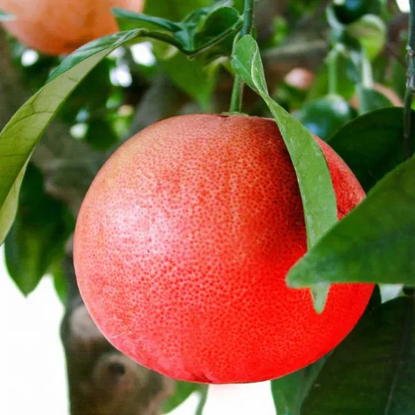 Thai_Red_Jambura_Pomelo_Gaint_Chakotra_Batabi_Lebu_Fruit_(Grafted)_Plant_&_Tree_(Pack_of_1)_Hight_Of_The_Plant_2-2.5Ft