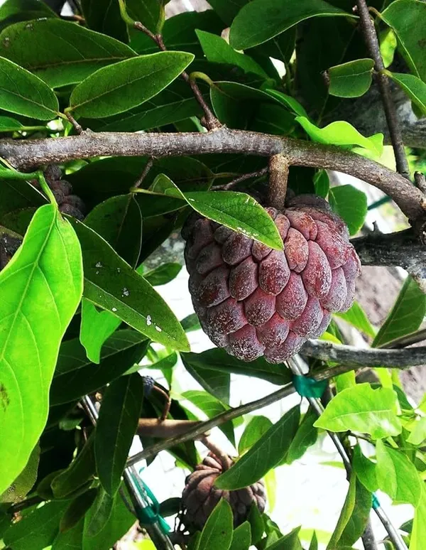 Thai_Red_Sugar_Apple_Sitafal_Fruit_Plant_-_Rare_Red_Custard_Apple_Grafted__Plants_&_Tree(1-1.5_Ft_Size)_Hybrid_healthy_Plant_and_Tree
