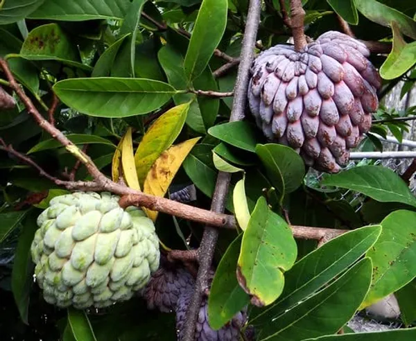 Thai_Red_Sugar_Apple_Sitafal_Fruit_Plant_-_Rare_Red_Custard_Apple_Grafted__Plants_&_Tree(1-1.5_Ft_Size)_Hybrid_healthy_Plant_and_Tree
