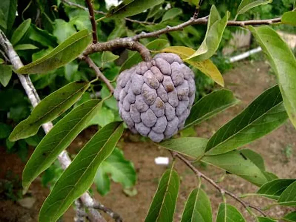 Thai_Red_Sugar_Apple_Sitafal_Fruit_Plant_-_Rare_Red_Custard_Apple_Grafted__Plants_&_Tree(1-1.5_Ft_Size)_Hybrid_healthy_Plant_and_Tree
