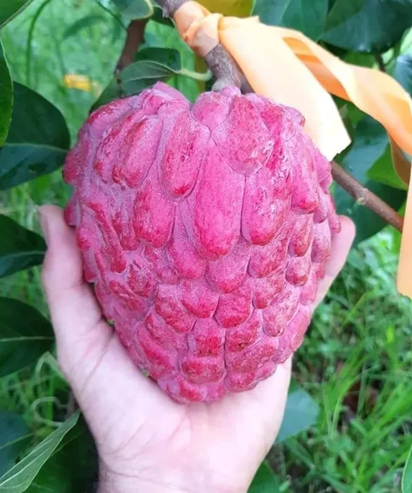 Thai_Red_Sugar_Apple_Sitafal_Fruit_Plant_-_Rare_Red_Custard_Apple_Grafted__Plants_&_Tree(1-1.5_Ft_Size)_Hybrid_healthy_Plant_and_Tree
