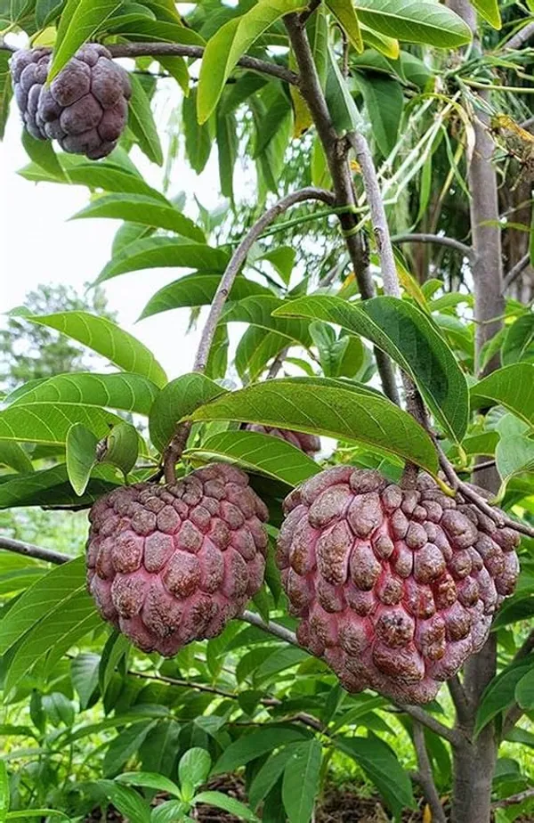 Thai_Red_Sugar_Apple_Sitafal_Fruit_Plant_-_Rare_Red_Custard_Apple_Grafted__Plants_&_Tree(1-1.5_Ft_Size)_Hybrid_healthy_Plant_and_Tree