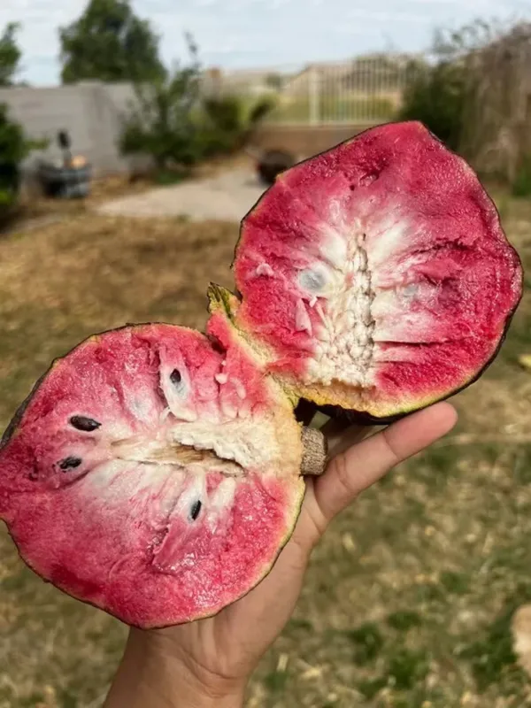 Thai_Red_Sugar_Apple/_Custard_Apple_Hybrid_Fruit_Plant_&_Tree_For_Gardening_Red_Sugar_Apple_Healthy_Fruit_Plant_Age_1.5_Years_Suitable_For_Outdoor_(Grafted,_Pack_Of_1)