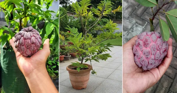 Thai_Red_Sugar_Apple/_Custard_Apple_Hybrid_Fruit_Plant_&_Tree_For_Gardening_Red_Sugar_Apple_Healthy_Fruit_Plant_Age_1.5_Years_Suitable_For_Outdoor_(Grafted,_Pack_Of_1)