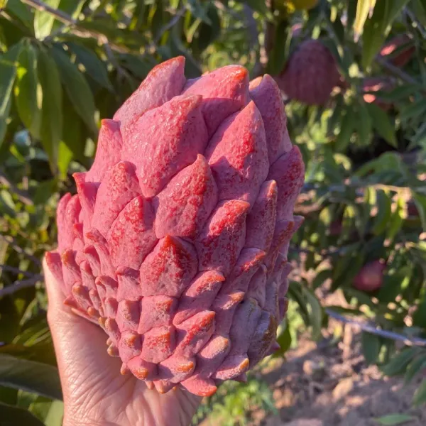 Thai_Red_Sugar_Apple/_Custard_Apple_Hybrid_Fruit_Plant_&_Tree_For_Gardening_Red_Sugar_Apple_Healthy_Fruit_Plant_Age_1.5_Years_Suitable_For_Outdoor_(Grafted,_Pack_Of_1)