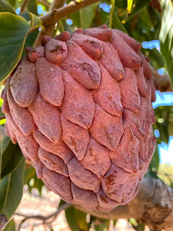 Thai_Red_Sugar_Apple/_Custard_Apple_Hybrid_Fruit_Plant_&_Tree_For_Gardening_Red_Sugar_Apple_Healthy_Fruit_Plant_Age_1.5_Years_Suitable_For_Outdoor_(Grafted,_Pack_Of_1)