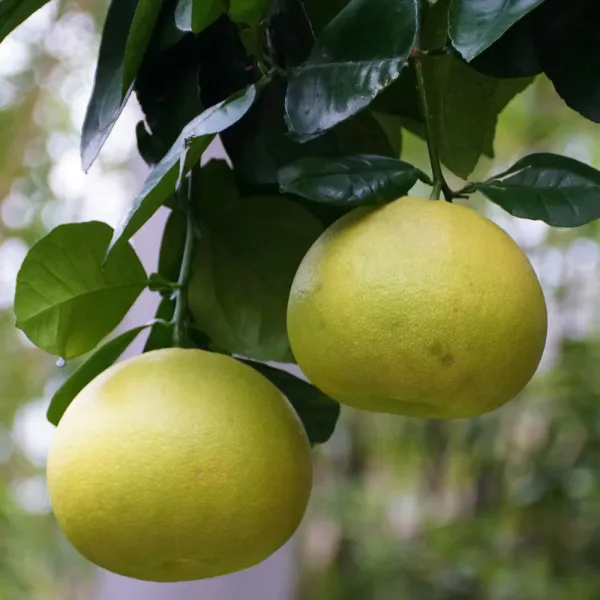 Thai_Sweet_Pomelo_Citrus_Lemon_Kambili_Naranga_-_High_Yield_Batabi_Lemon_Fruit_Plant_Batabi_Lebu_Fruit_(Air_Layered/Grafted)_Plant_(Pack_of_1)
