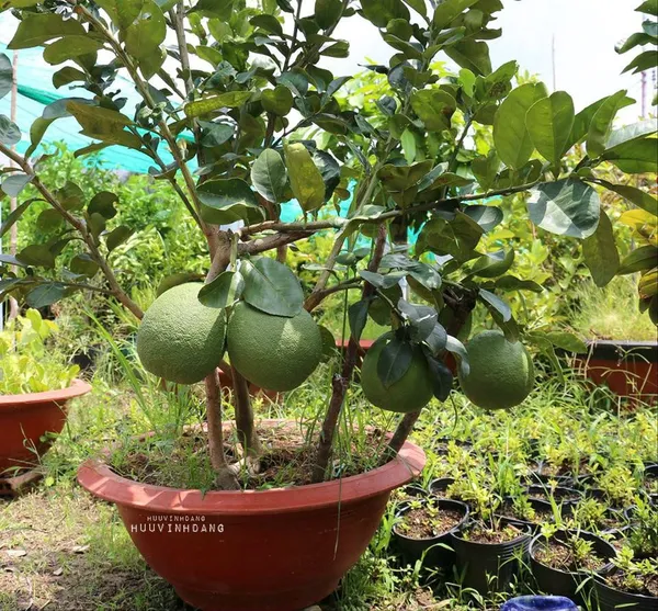 Thai_Sweet_Pomelo_Citrus_Lemon_Kambili_Naranga_-_High_Yield_Batabi_Lemon_Fruit_Plant_Batabi_Lebu_Fruit_(Air_Layered/Grafted)_Plant_(Pack_of_1)