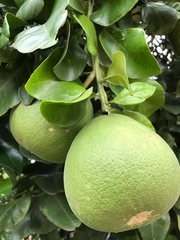 Thai_Sweet_Pomelo_Citrus_Lemon_Kambili_Naranga_-_High_Yield_Batabi_Lemon_Fruit_Plant_Batabi_Lebu_Fruit_(Air_Layered/Grafted)_Plant_(Pack_of_1)