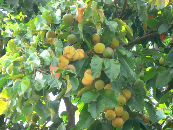 Thai_Sweet_Santal_1.5-3.5_Ft_Hybrid_Fruit_Plant_(Pack_of_1)
