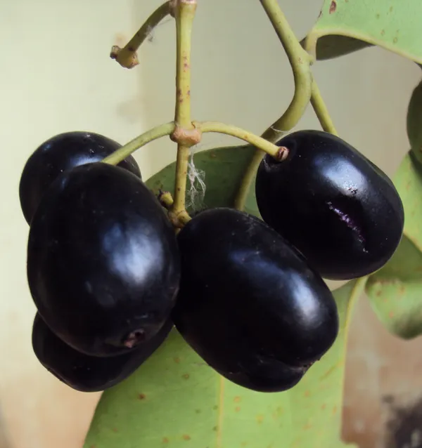 Thai_Variety_Black_Jamun/Jam_Plant_&_Tree_For_Home_Gardening_(Pack_Of_1)