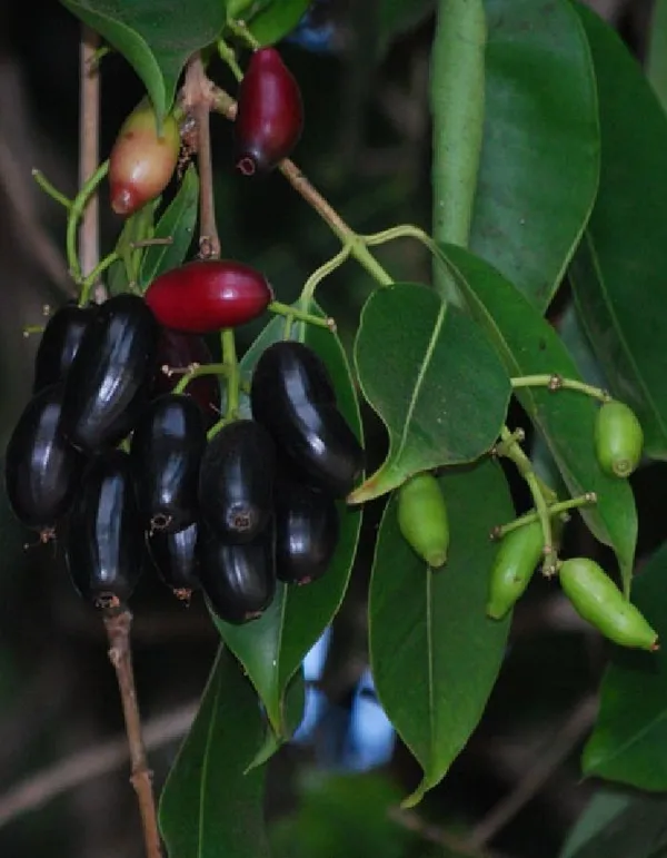 Thai_Variety_Black_Jamun/Jam_Plant_&_Tree_For_Home_Gardening_(Pack_Of_1)