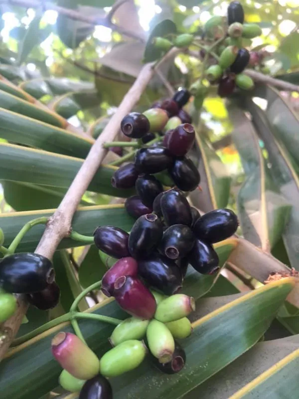 Thai_Variety_Black_Jamun/Jam_Plant_&_Tree_For_Home_Gardening_(Pack_Of_1)