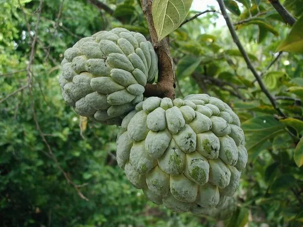 Thai_Variety_Custard_Apple_Healthy_Fruit_Plant_&_Tree_(1.5-3.5_Ft_Size)_For_Gardening_Sugar_Apple_Hybrid_Fruit_Plant_Age_1.5_Years_Suitable_Location_Outdoor_(Grafted,_Pack_Of_1)