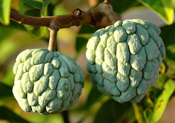 Thai_Variety_Custard_Apple_Healthy_Fruit_Plant_&_Tree_(1.5-3.5_Ft_Size)_For_Gardening_Sugar_Apple_Hybrid_Fruit_Plant_Age_1.5_Years_Suitable_Location_Outdoor_(Grafted,_Pack_Of_1)