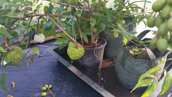 Thai_Variety_Custard_Apple_Healthy_Fruit_Plant_&_Tree_(1.5-3.5_Ft_Size)_For_Gardening_Sugar_Apple_Hybrid_Fruit_Plant_Age_1.5_Years_Suitable_Location_Outdoor_(Grafted,_Pack_Of_1)