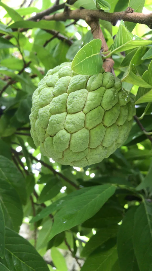 Thai_Variety_Custard_Apple_Healthy_Fruit_Plant_&_Tree_(1.5-3.5_Ft_Size)_For_Gardening_Sugar_Apple_Hybrid_Fruit_Plant_Age_1.5_Years_Suitable_Location_Outdoor_(Grafted,_Pack_Of_1)