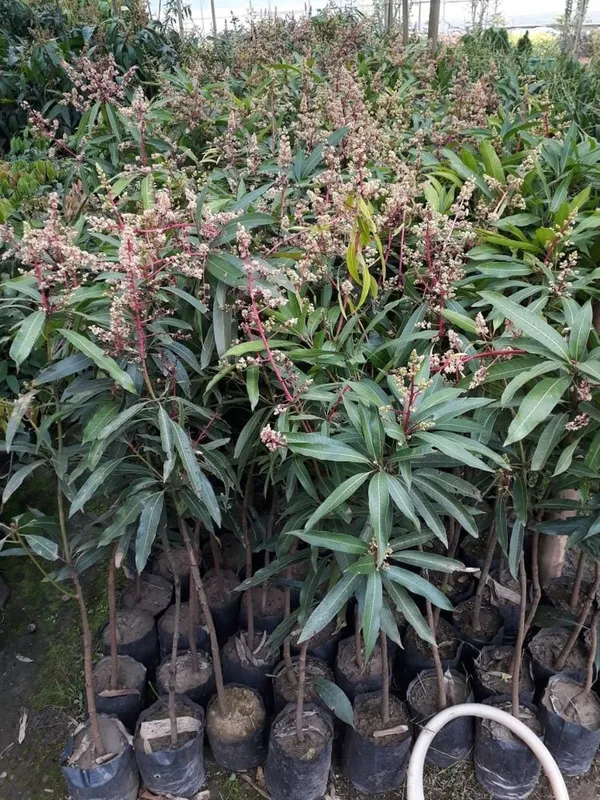 Thai_Variety_Kujai/Kaijai/Qujai_Hybrid_Mango_Fruit_Plant_&_Tree_For_Home_Gardening_(Pack_Of_1,_Grafted)
