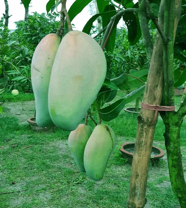 Thai_Variety_Kujai/Kaijai/Qujai_Hybrid_Mango_Fruit_Plant_&_Tree_For_Home_Gardening_(Pack_Of_1,_Grafted)
