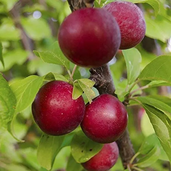 Thai_Alubhukara_Fruit_1.5-3.5_Ft_Hybrid_Plant_(Pack_of_1)