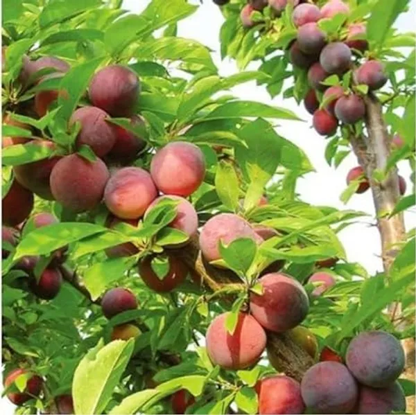 Thai_Alubhukara_Fruit_1.5-3.5_Ft_Hybrid_Plant_(Pack_of_1)