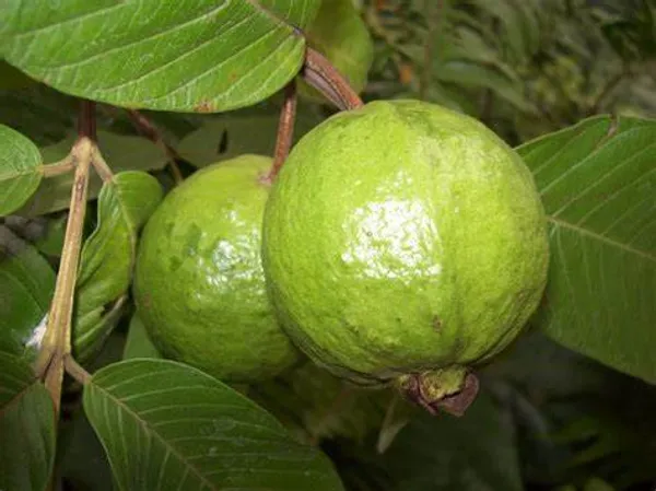 Thai_(Grafted)_Kg_Guava_1.5-3.5_Ft_Hybrid_Plant_(_Pack_of_1_)