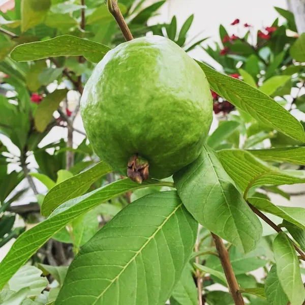 Thai_Hybrid_Guava_Plant_(Grafted)