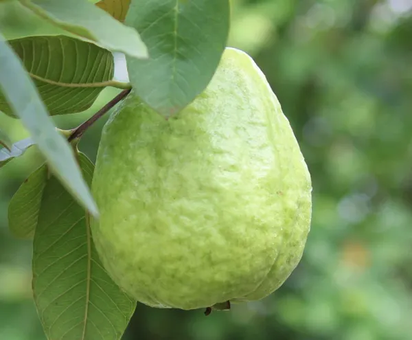 Thai_Hybrid_Guava_Plant_(Grafted)