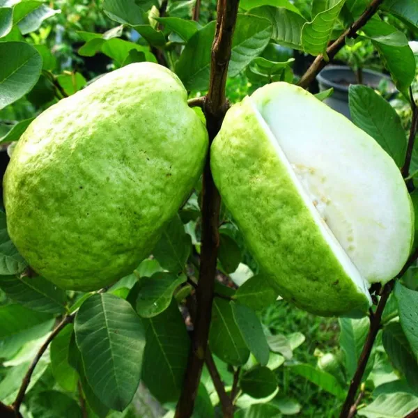 Thai_Hybrid_Guava_Plant_(Grafted)