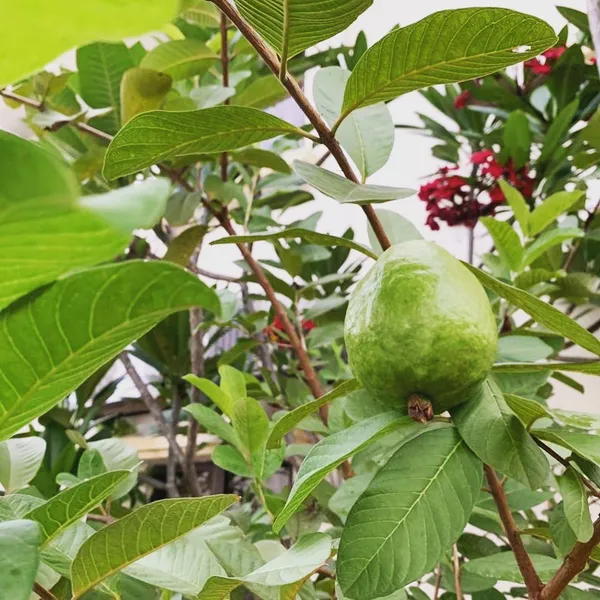 Thai_Hybrid_Guava_Plant_(Grafted)