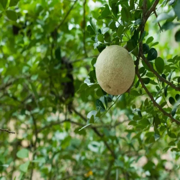 Thai_Grafting_Wood_Apple_1.5-3.5_Ft_Plant_(Pack_of_1_)