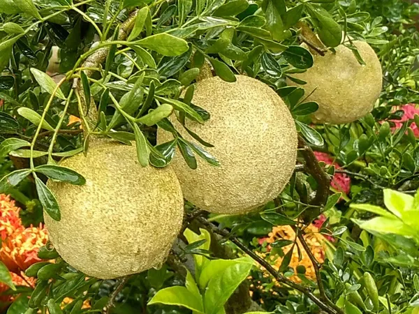 Thai_Grafting_Wood_Apple_1.5-3.5_Ft_Plant_(Pack_of_1_)
