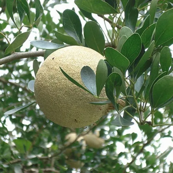 Thai_Grafting_Wood_Apple_1.5-3.5_Ft_Plant_(Pack_of_1_)