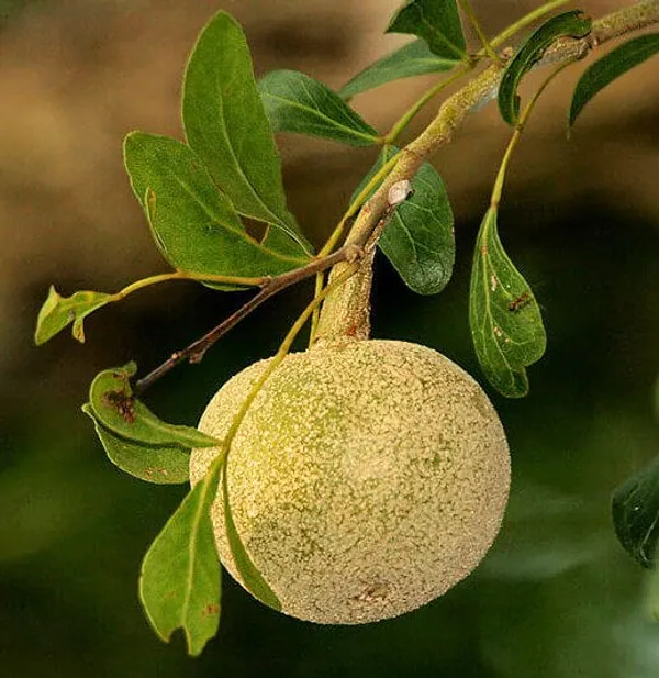 Thai_Grafting_Wood_Apple_1.5-3.5_Ft_Plant_(Pack_of_1_)