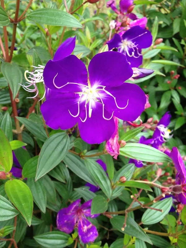 Tibouchina_Urvilleana_Flowering_Plant_For_Home_Gardening_(Pack_Of_1)